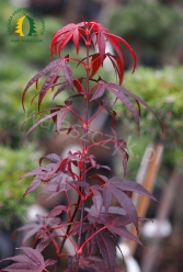 Javor dlanitolistý 'Red Pygmy'